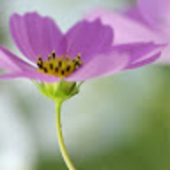 Meet your Posher, Juan - Picture 1 of 1